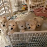 Six Pups