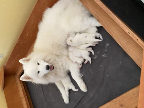Roxanne and puppies