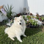 Daisy by the garden